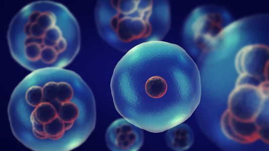 Porcine Myosatellite cells at P3 (250K cells/500µl)  (Cat. SATB5P3)